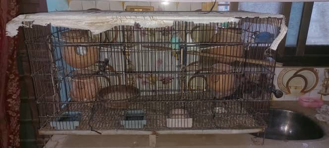 Australian parrots