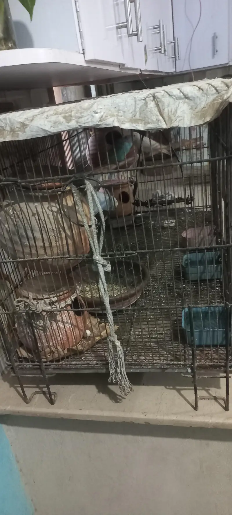 Australian parrots — photo 2