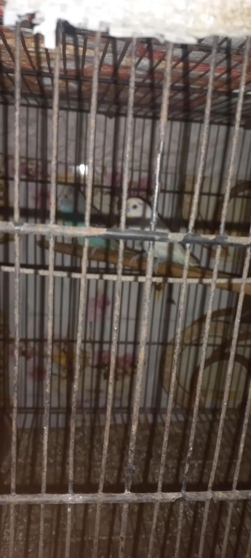 Australian parrots — photo 3