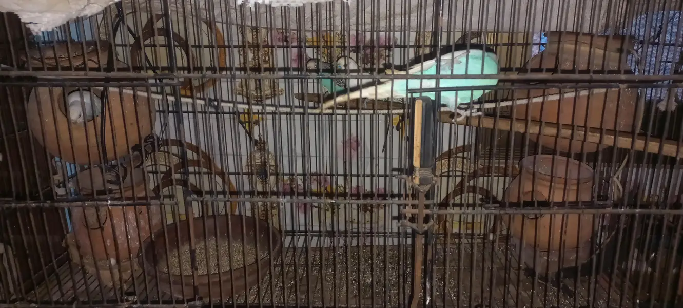 Australian parrots — photo 4