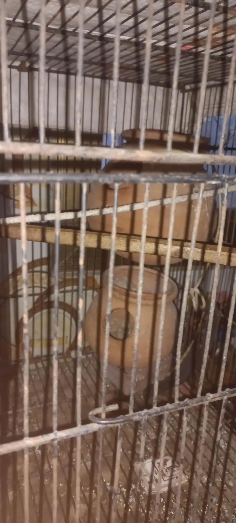 Australian parrots — photo 5