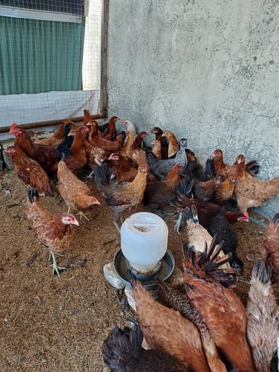 golden hens for sale