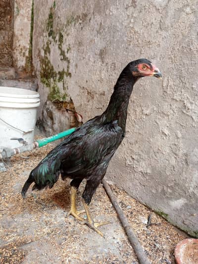 shampoo hen for sale