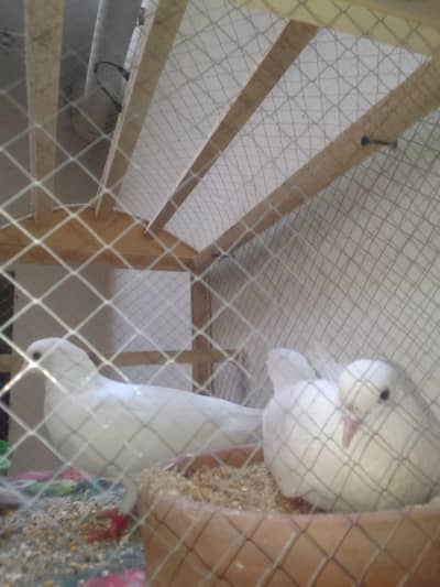 Tap Quality Breeder Pair with cage