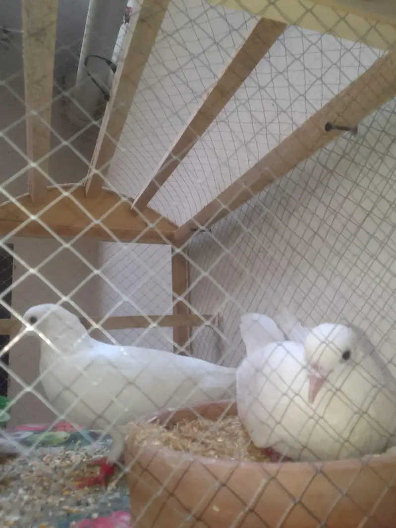 Tap Quality Breeder Pair with cage