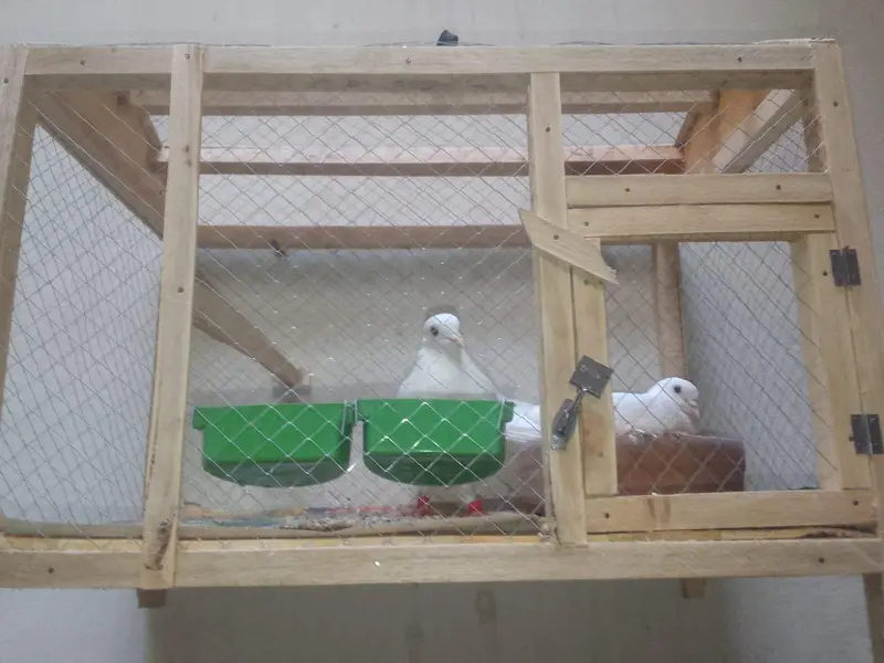 Tap Quality Breeder Pair with cage — photo 2