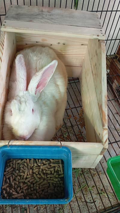 NEW Zealand white rabbits nests for breading available in low price