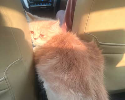 1 year male persian cat
