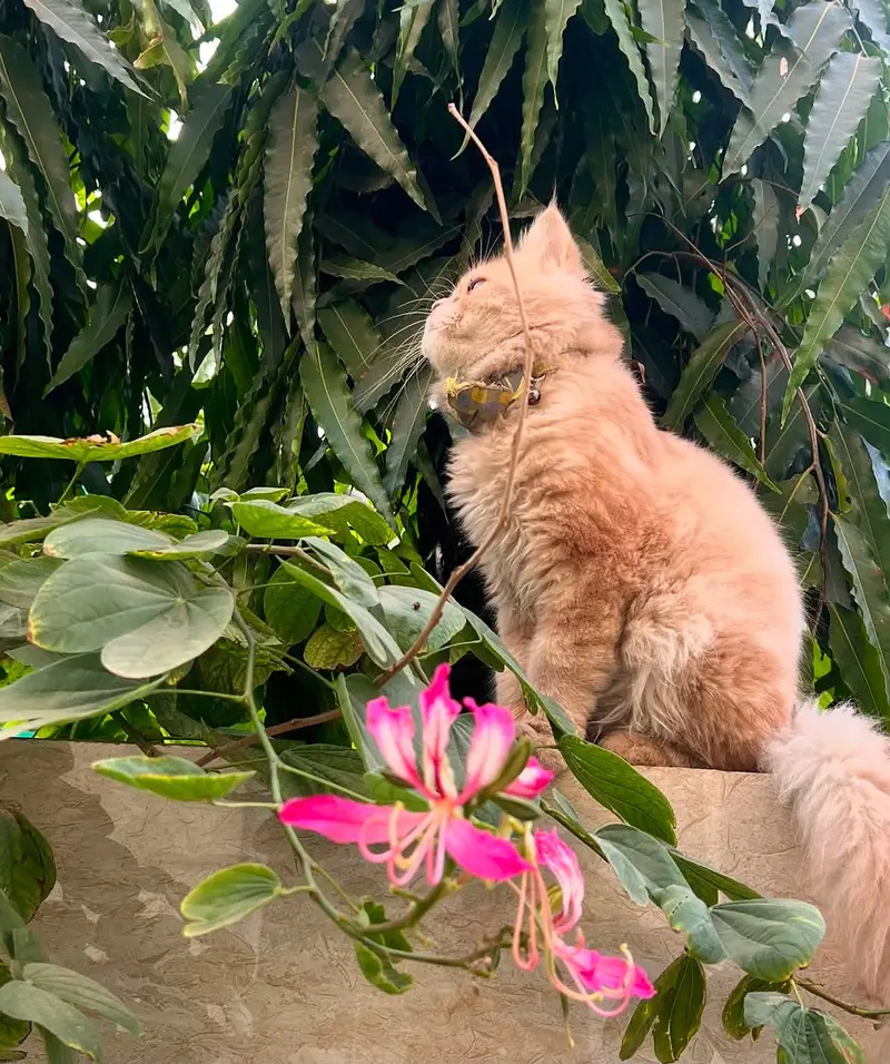 1 year male persian cat — photo 4