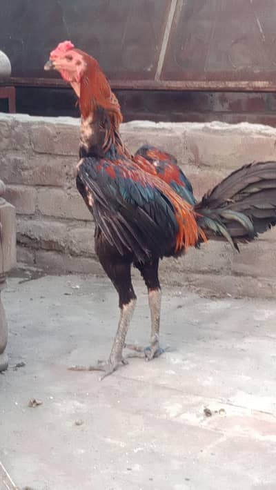 panas pakro pathy