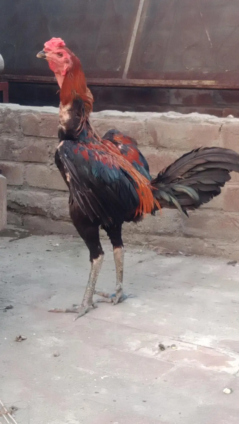 panas pakro pathy — photo 3