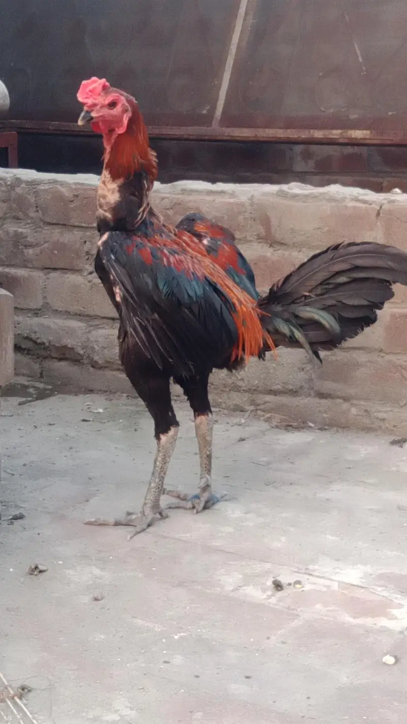 panas pakro pathy — photo 4