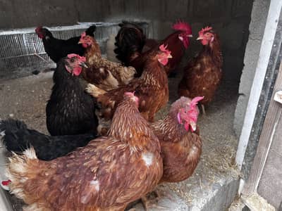 8 Lohman Hens Female and 1 male
