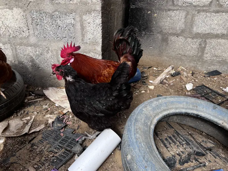 8 Lohman Hens Female and 1 male — photo 2