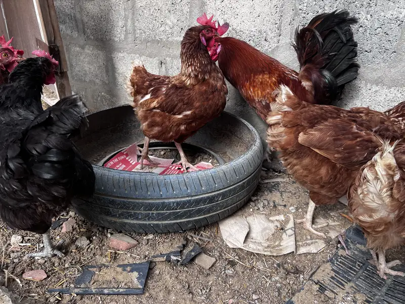 8 Lohman Hens Female and 1 male — photo 3