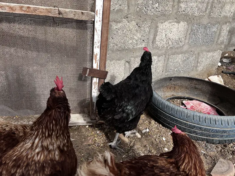 8 Lohman Hens Female and 1 male — photo 4