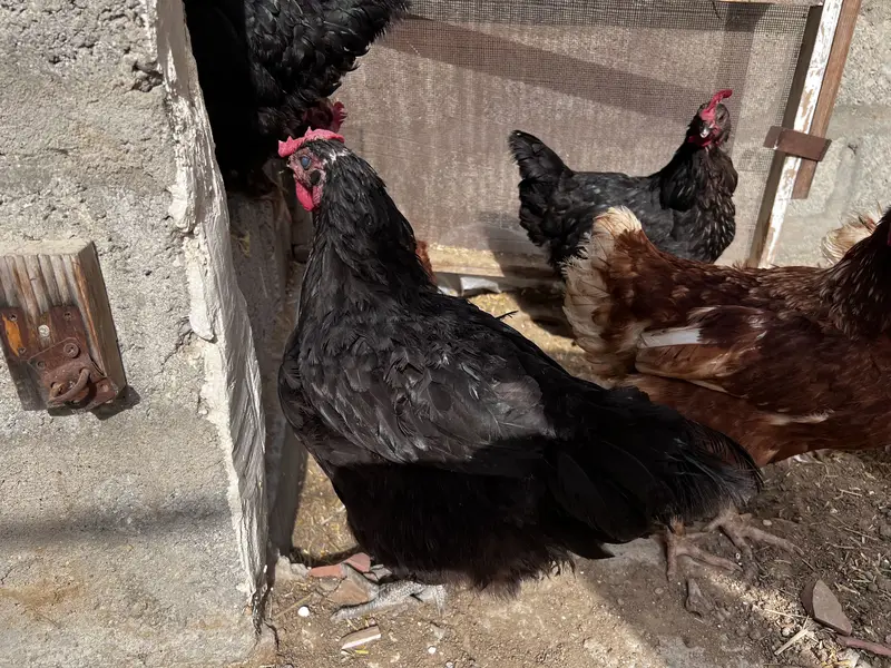 8 Lohman Hens Female and 1 male — photo 5