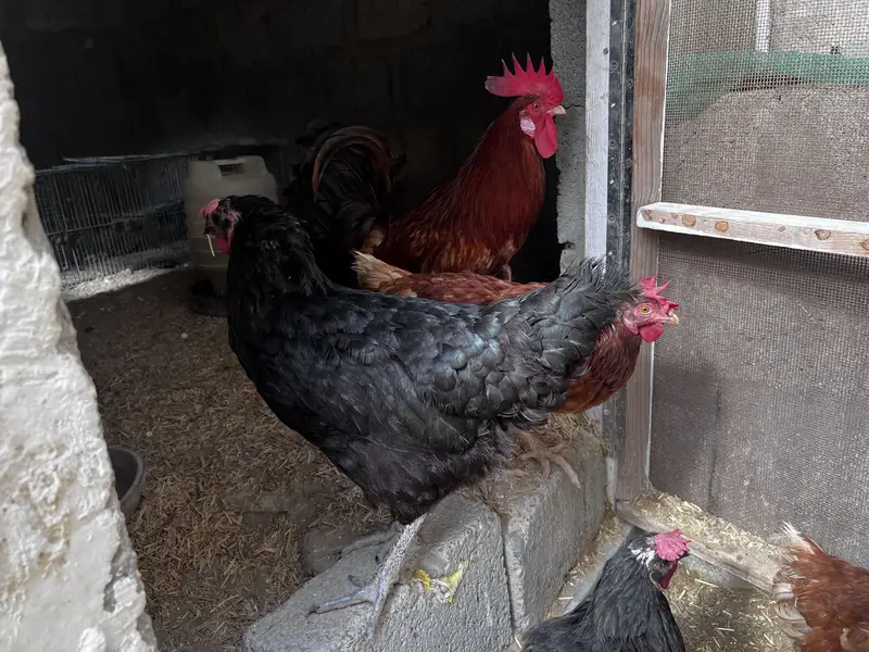 8 Lohman Hens Female and 1 male — photo 6