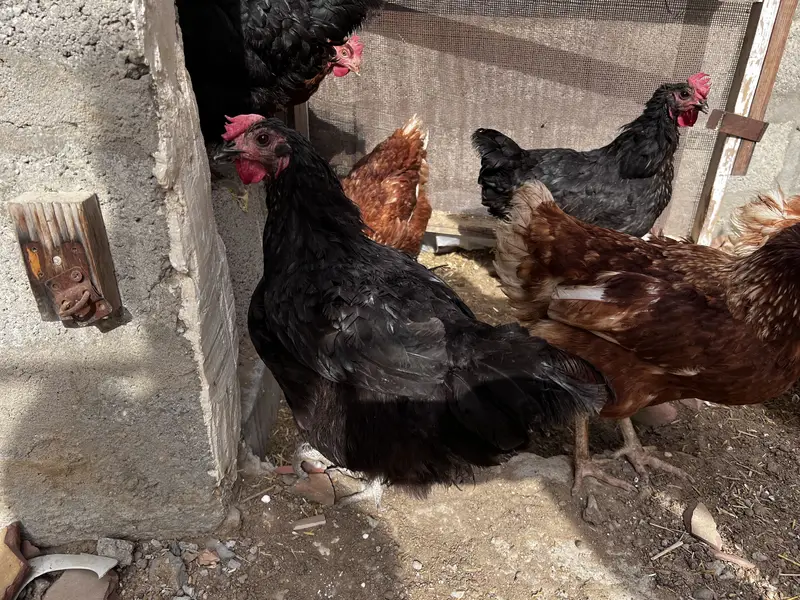 8 Lohman Hens Female and 1 male — photo 7