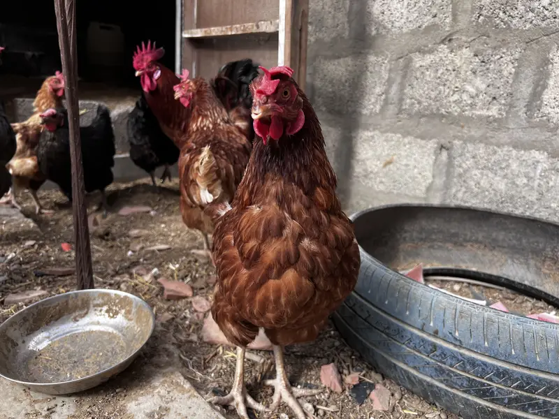 8 Lohman Hens Female and 1 male — photo 8
