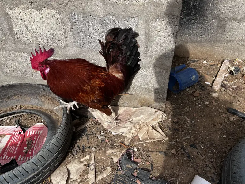 8 Lohman Hens Female and 1 male — photo 9