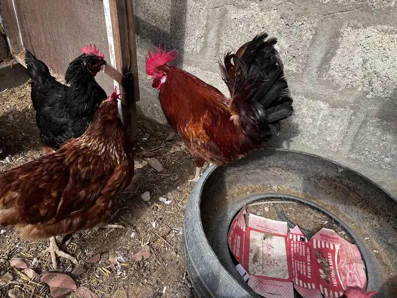 8 Lohman Hens Female and 1 male — photo 10