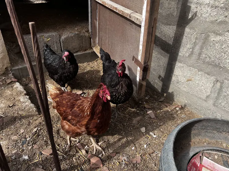 8 Lohman Hens Female and 1 male — photo 11
