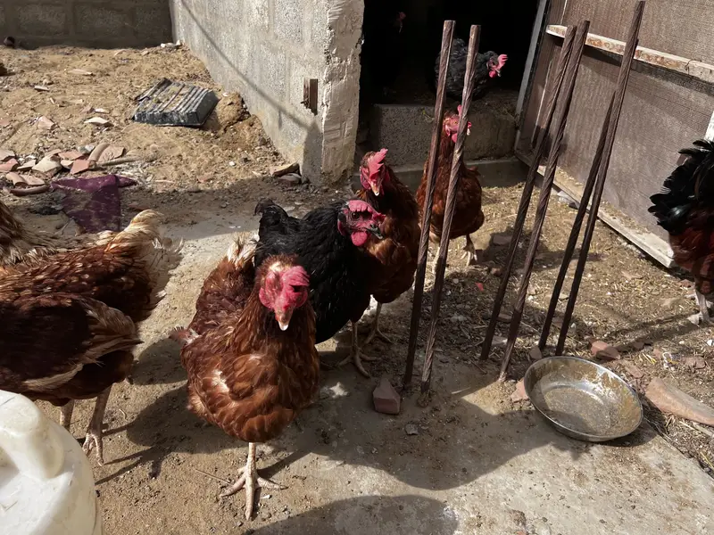 8 Lohman Hens Female and 1 male — photo 12