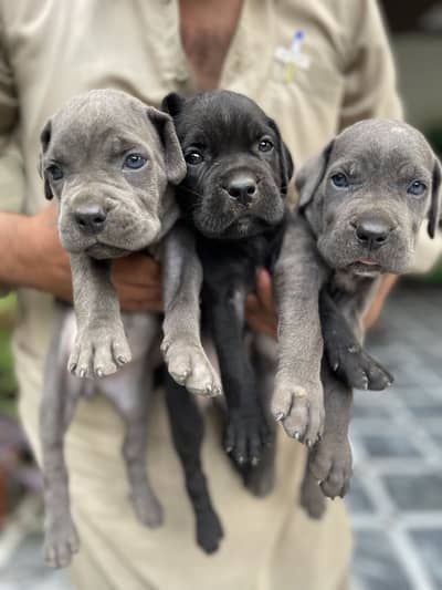 Cane carso female pups , excellent quality