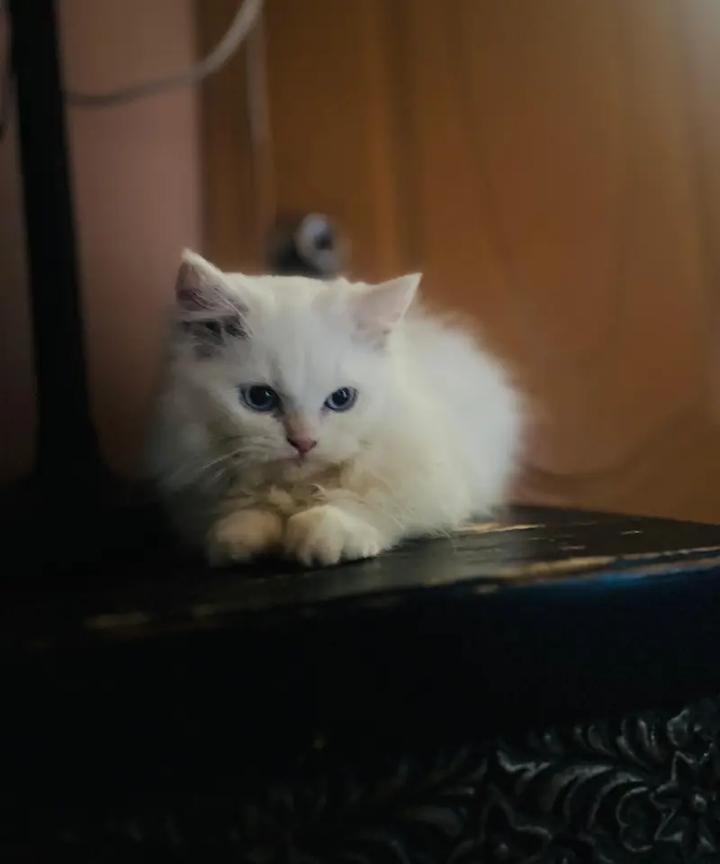 Heavy fur female — photo 4