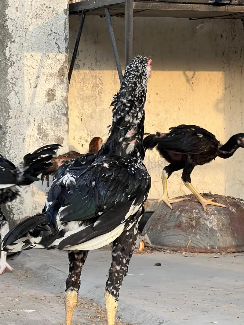 Top Quality Home Breed Shamo Aseel and Jawa Aseel Pathy and Pathian — photo 3