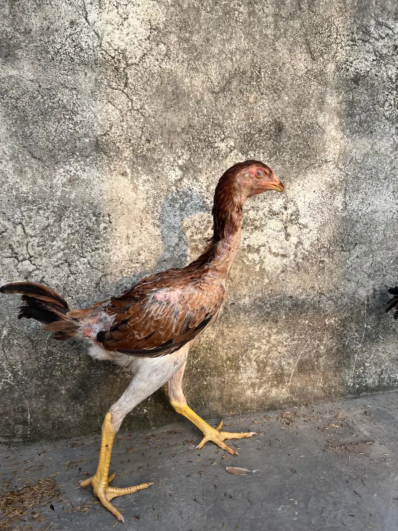 Top Quality Home Breed Shamo Aseel and Jawa Aseel Pathy and Pathian — photo 4