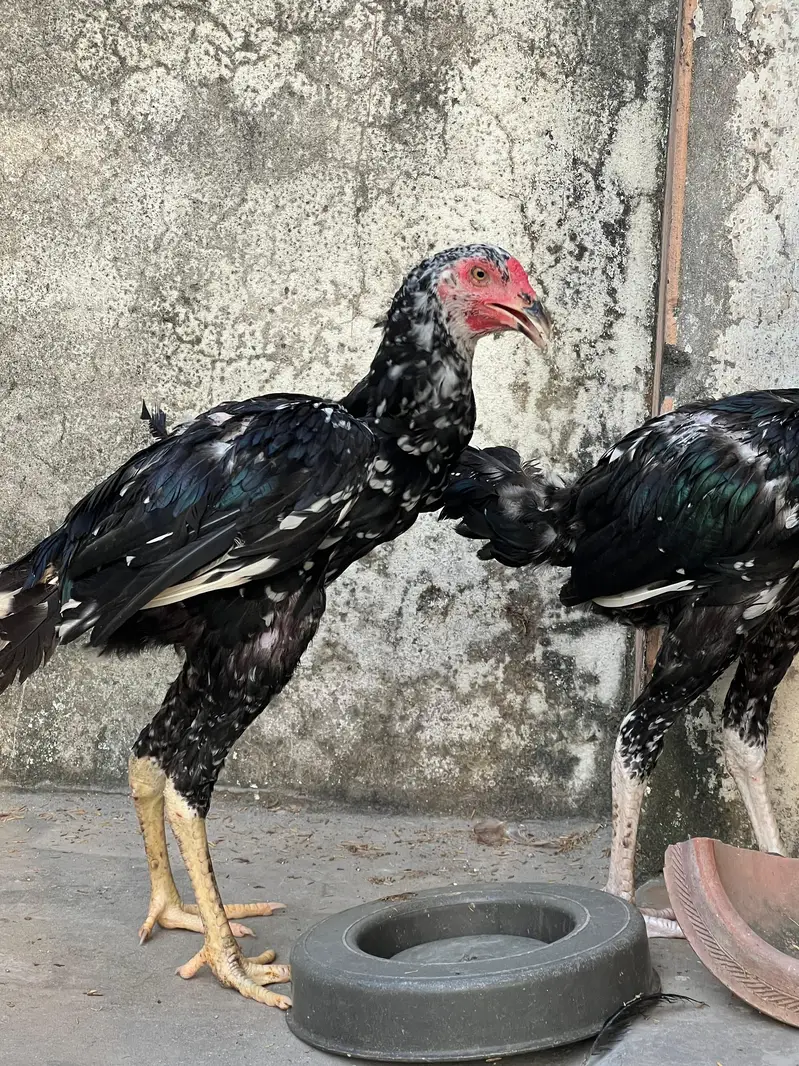 Top Quality Home Breed Shamo Aseel and Jawa Aseel Pathy and Pathian — photo 5