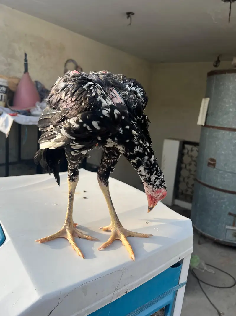 Top Quality Home Breed Shamo Aseel and Jawa Aseel Pathy and Pathian — photo 6