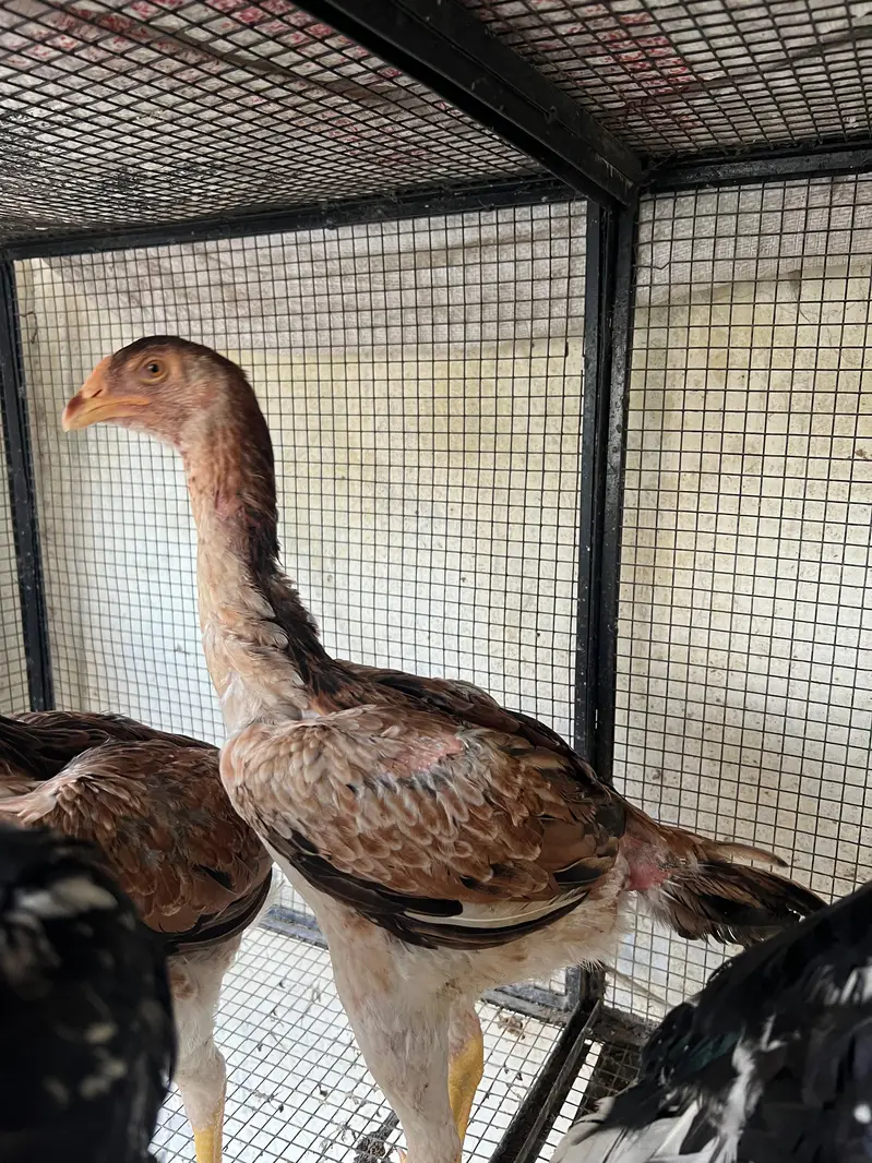 Top Quality Home Breed Shamo Aseel and Jawa Aseel Pathy and Pathian — photo 7