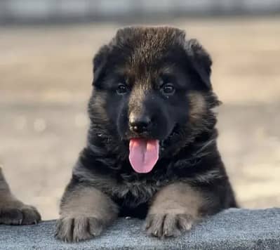 German Shepherd