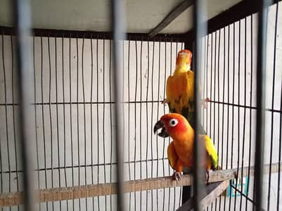DNA tested 2 pairs Sunconure Red Factor 03294074989