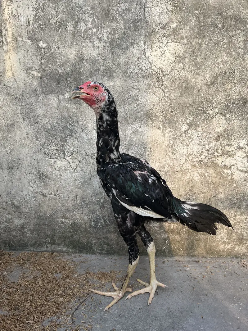 Top Quality Home Breed Shamo Aseel and Jawa Aseel Pathy and Pathian