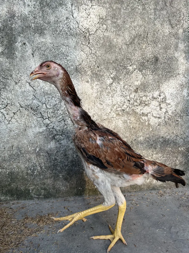 Top Quality Home Breed Shamo Aseel and Jawa Aseel Pathy and Pathian — photo 2