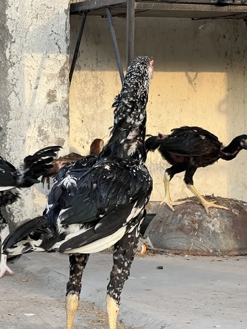 Top Quality Home Breed Shamo Aseel and Jawa Aseel Pathy and Pathian — photo 4