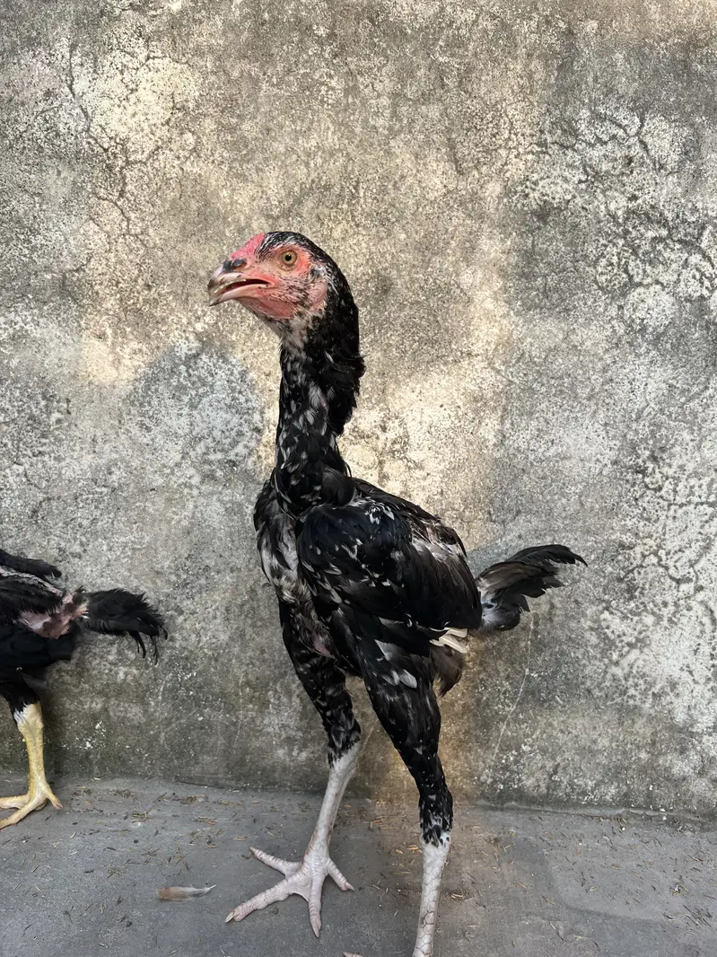 Top Quality Home Breed Shamo Aseel and Jawa Aseel Pathy and Pathian — photo 5