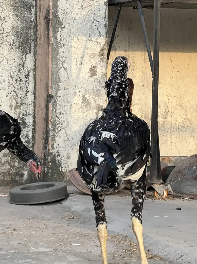Top Quality Home Breed Shamo Aseel and Jawa Aseel Pathy and Pathian — photo 8