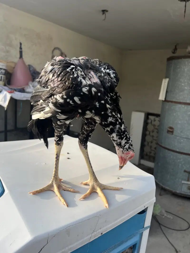Top Quality Home Breed Shamo Aseel and Jawa Aseel Pathy and Pathian — photo 10