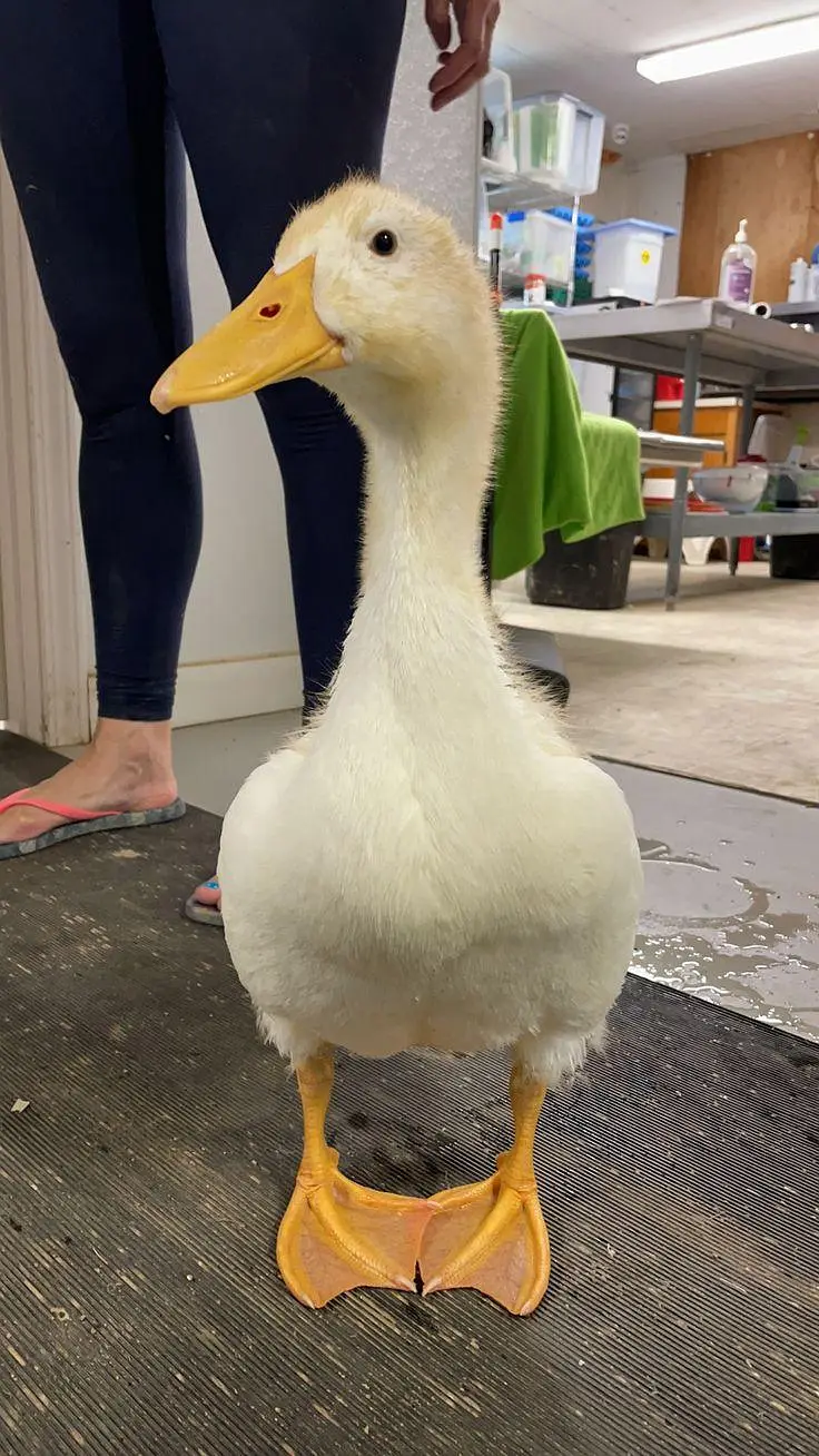 3 ducks 2 female 1 male. 600 ki ek duck