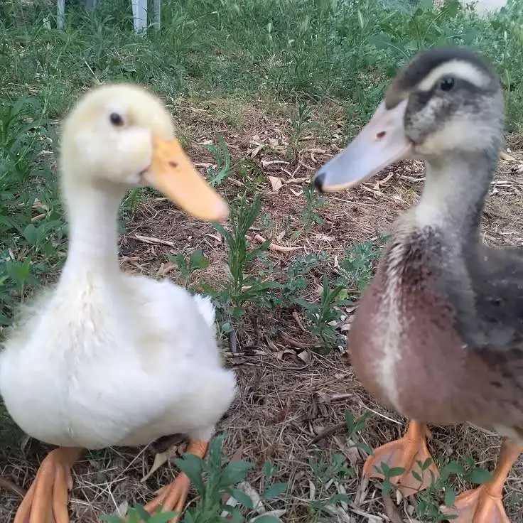 3 ducks 2 female 1 male. 600 ki ek duck — photo 2