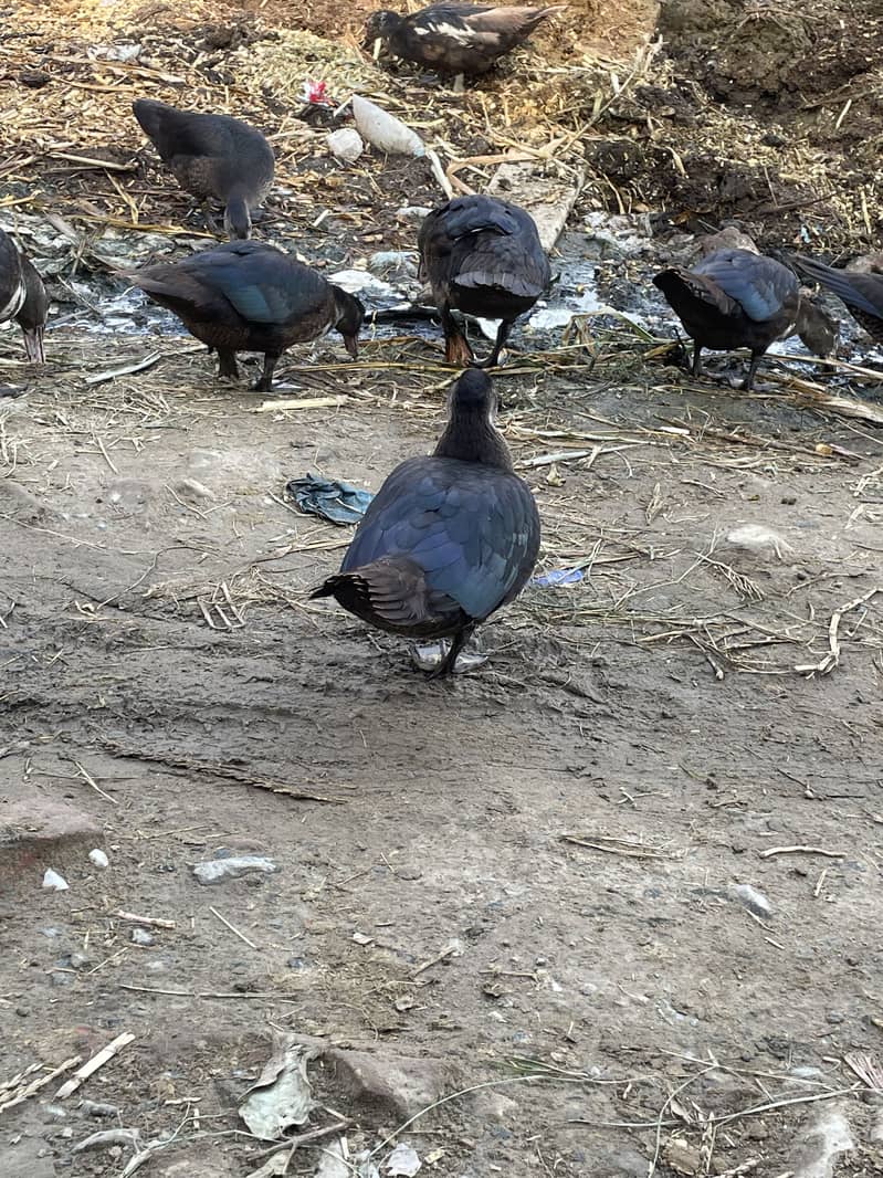 Ducks layers 3