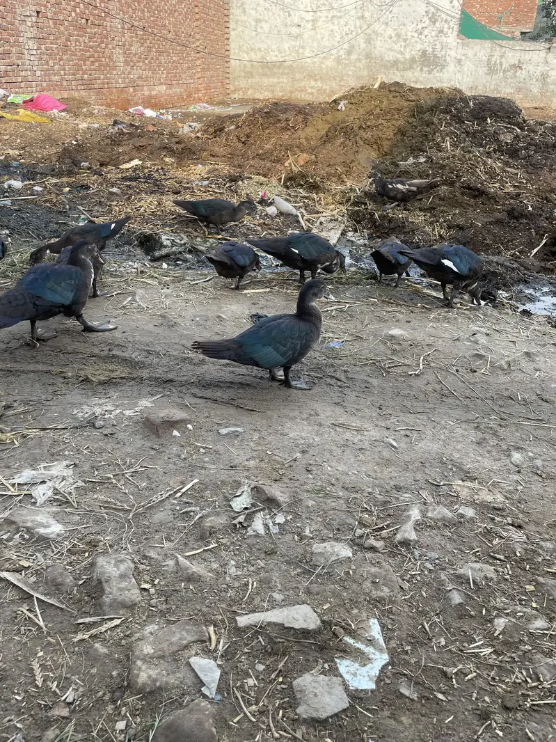 Ducks layers — photo 8