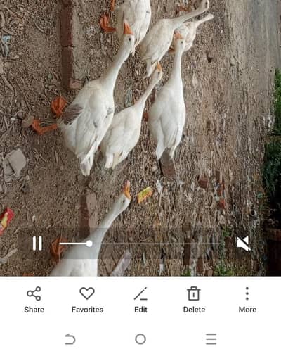 5 long neck duck breeder per pice