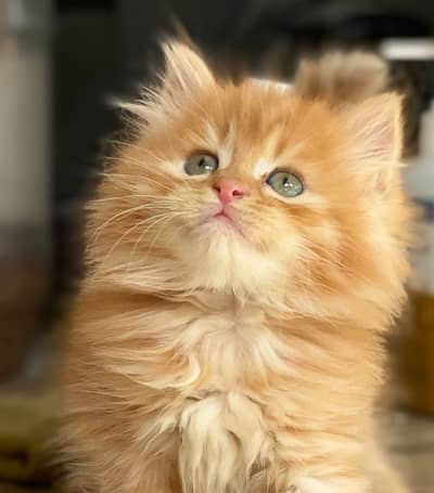 Quality Persian Punchface cat & kitten. moreWhatsApp 03704601257