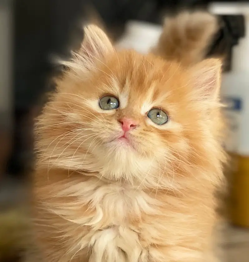 Quality Persian Punchface cat & kitten. moreWhatsApp 03704601257 — photo 2